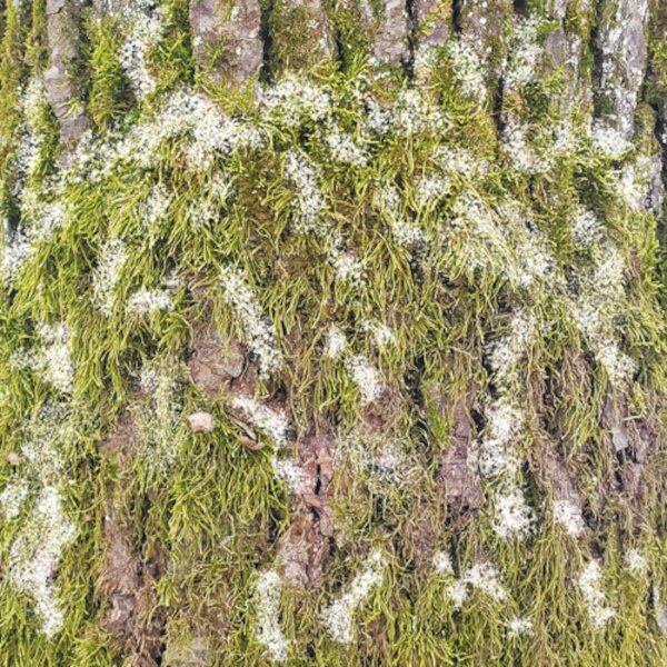 Набор скрапбумаги «Country winter», 10л, 30,5x30,5 см, Фабрика Декора - фото 10