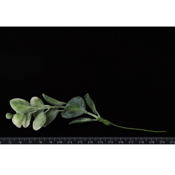 Штучна гілочка евкаліпта, ЗЕЛЕНА, 15 см, 6 шт/уп.  - фото 2
