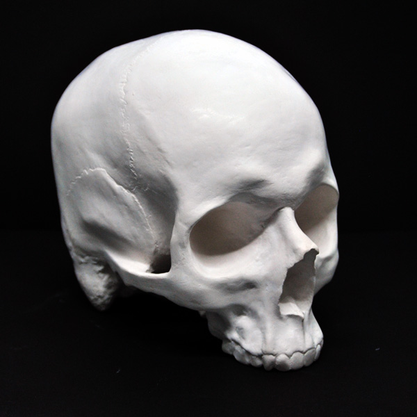 Гипсовая фигура Череп анатомический без нижней челюсти, 18х16х14 см