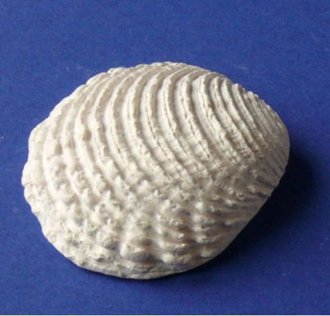 Фігурка з гіпсу «Морська черепашка-3», 4,5 см 