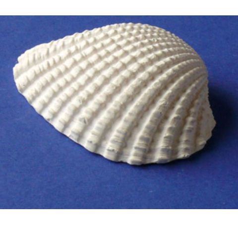 Фігурка з гіпсу «Морська черепашка-2», 5 см 